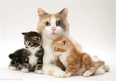 photos of cats and kittens.
